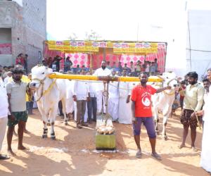 పశువులు మన సాంప్రదాయంలో భాగం